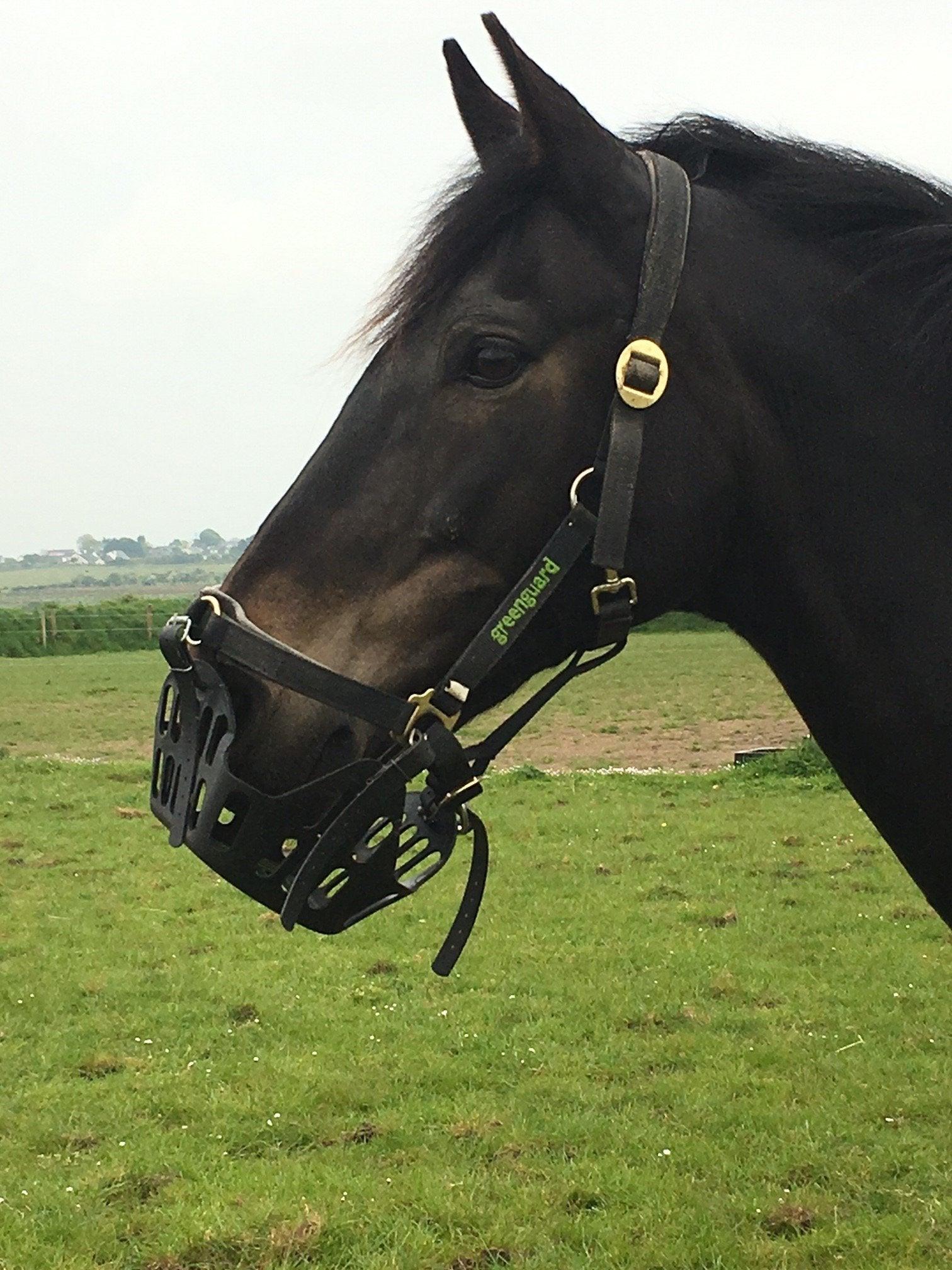 Grazing Muzzles Whats the deal and do they work HorseworldEU