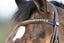 HFI shiny bridle - HorseworldEU